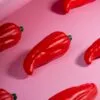 Сквиши-антистресс «Перец» с логотипом СПб - фото № 4